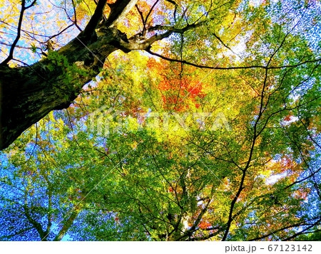 百人一首の景勝地 水沢もみじ谷の紅葉の写真素材