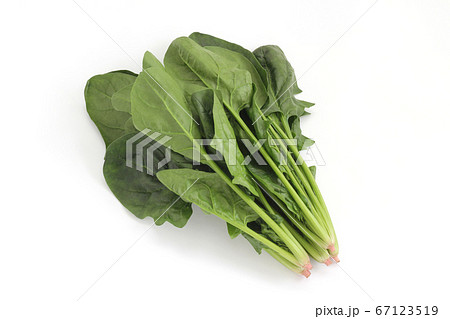ほうれん草 67123519
