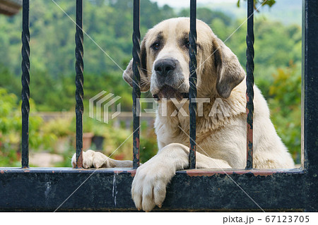 Potrait of attentive, mistrustful, reliable, formidable. hard, trained guarder at home. The purebred Alabai (Central Asian Shepherd) guard house in Zumaia (Basque country, Basque Autonomous Community) 67123705
