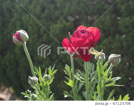 赤色のラナンキュラス Ranunculus asiaticus 赤色のラナンキュラス Ranunculus asiaticus 67123706