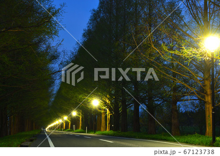 メタセコイアア並木の夜明け 67123738