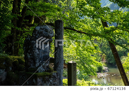 島根県　雲南市　日原神社の海潮かつら（2020年5月　） 67124136