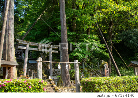 島根県 雲南市 日原神社の海潮かつら(2020年5月 ) 島根県 雲南市 日原神社の海潮かつら(2020年5月 ) 67124140