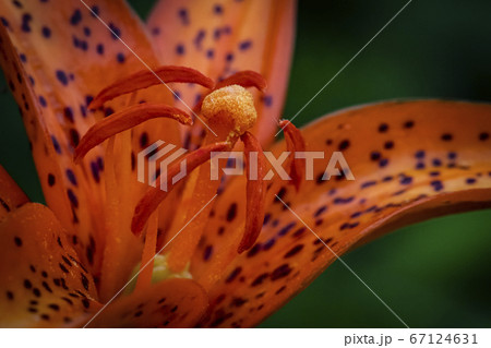 花 野生の花 野花 67124631