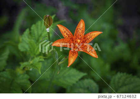 花 野生の花 野花 67124632