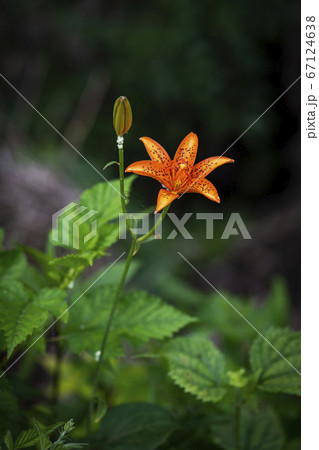 花 野生の花 野花 67124638