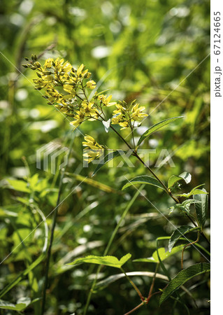 花 野生の花 野花 67124665