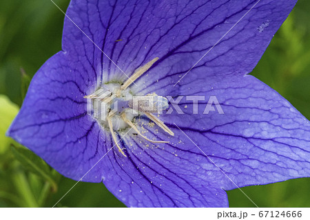 花 野生の花 野花 67124666