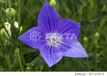 花 桔梗の花 野生の花 67124672