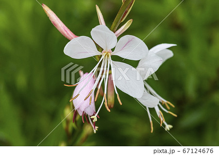 花 野生の花 野花の写真素材