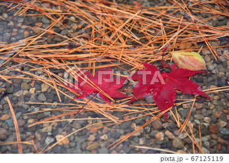 日本の秋に枯れた紅葉の写真素材