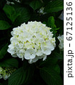 白い紫陽花の花 67125136