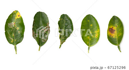 Plant diseases ,Lime leaf damage from leaf miner,Citrus canker and Thrips isolated on white background Plant diseases ,Lime leaf damage from leaf miner,Citrus canker and Thrips isolated on white background 67125296
