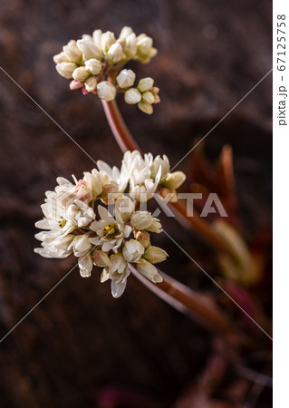 植物 ユキノシタ科 クローズアップの写真素材