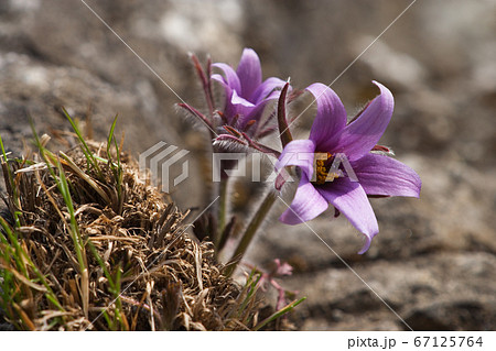 岩間 生態 石灰岩 67125764