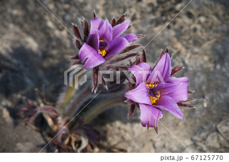 岩間 生態 石灰岩 67125770