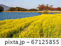 春 菜の花 菜種畑 67125855