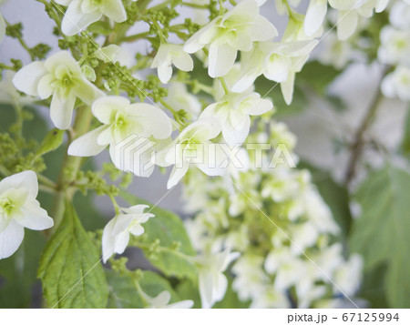 白とグリーンが爽やかなカシワバあじさい 67125994