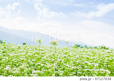 花咲くそば畑 山形村 花咲くそば畑 山形村 67127038