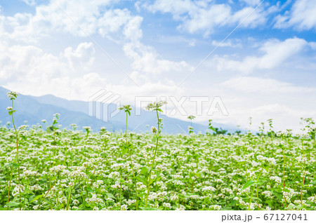 花咲くそば畑　山形村 67127041
