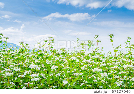 花咲くそば畑 山形村 花咲くそば畑 山形村 67127046