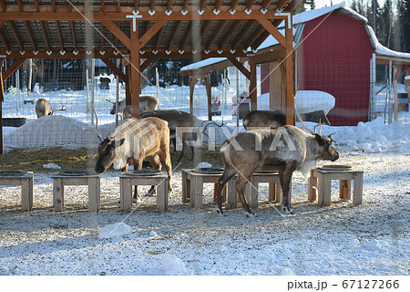 Reindeer in farm Reindeer in farm 67127266