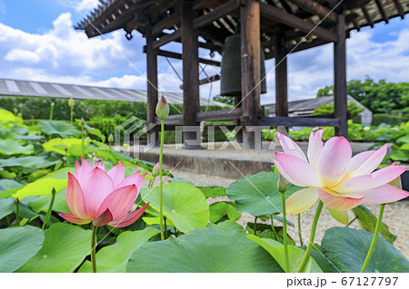 東塔修復後の世界遺産薬師寺に咲く蓮花 67127797