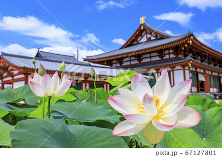 東塔修復後の世界遺産薬師寺に咲く蓮花 67127801