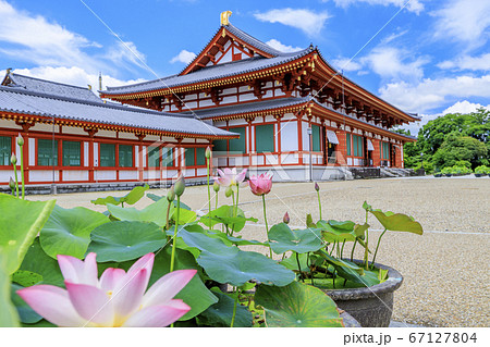 東塔修復後の世界遺産薬師寺に咲く蓮花 67127804