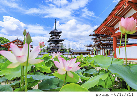 東塔修復後の世界遺産薬師寺に咲く蓮花 67127811