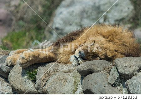 ライオンは寝ている 67128353