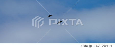 Silhouettes of two soaring seagulls in the blue sky. Concept of thebeauty in nature. Silhouettes of two soaring seagulls in the blue sky. Concept of thebeauty in nature. 67128414