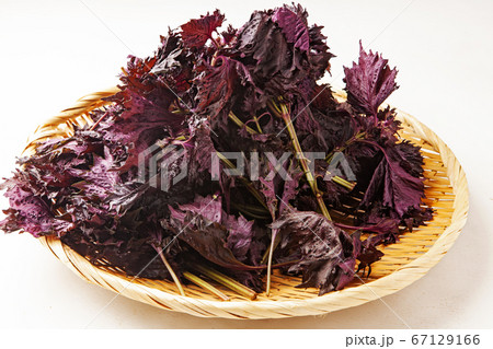 赤紫蘇 67129166