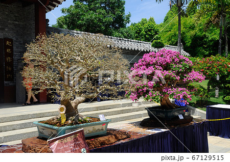 PUTRAJAYA, MALAYSIA -MAY 30, 2016: Bonsai tree...の写真素材 ...