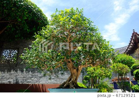 PUTRAJAYA, MALAYSIA -MAY 30, 2016: Bonsai tree display for public during Royal Floria Putrajaya 2016 in Putrajaya, Malaysia. PUTRAJAYA, MALAYSIA -MAY 30, 2016: Bonsai tree display for public during Royal Floria Putrajaya 2016 in Putrajaya, Malaysia. 67129521