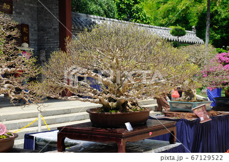 PUTRAJAYA, MALAYSIA -MAY 30, 2016: Bonsai tree display for public during Royal Floria Putrajaya 2016 in Putrajaya, Malaysia. PUTRAJAYA, MALAYSIA -MAY 30, 2016: Bonsai tree display for public during Royal Floria Putrajaya 2016 in Putrajaya, Malaysia. 67129522