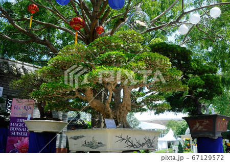 PUTRAJAYA, MALAYSIA -MAY 30, 2016: Bonsai tree display for public during Royal Floria Putrajaya 2016 in Putrajaya, Malaysia. PUTRAJAYA, MALAYSIA -MAY 30, 2016: Bonsai tree display for public during Royal Floria Putrajaya 2016 in Putrajaya, Malaysia. 67129572