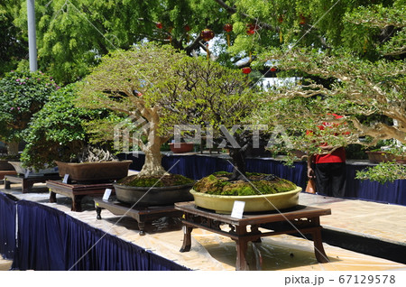 PUTRAJAYA, MALAYSIA -MAY 30, 2016: Bonsai tree display for public during Royal Floria Putrajaya 2016 in Putrajaya, Malaysia. PUTRAJAYA, MALAYSIA -MAY 30, 2016: Bonsai tree display for public during Royal Floria Putrajaya 2016 in Putrajaya, Malaysia. 67129578