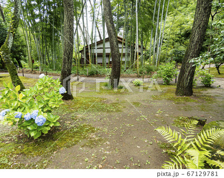 梅雨の三渓園（密かに咲く紫陽花が美しい） 67129781