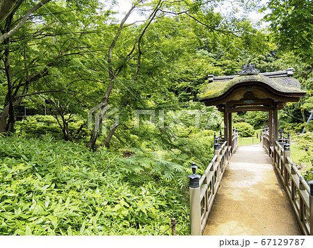 梅雨の三渓園(密かに咲く紫陽花が美しい) 梅雨の三渓園(密かに咲く紫陽花が美しい) 67129787