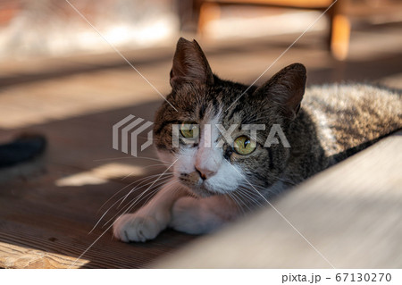 くつろぐ境内の野良猫 67130270