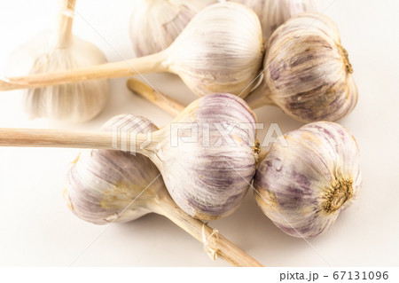 group of white garlic piled in a bunch closeup 67131096