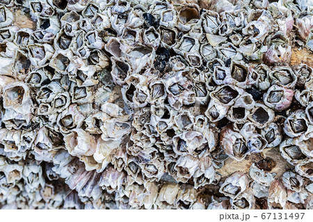 background sea clams grow on stone gray sea background sea clams grow on stone gray sea 67131497