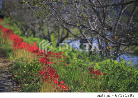 尾道市御調町いきいきロードの彼岸花 67131895