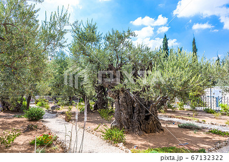 Old olive trees in the garden of Gethsemane. Famous historic place in Jerusalem, Israel. 67132322