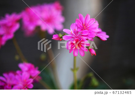 レウイシア 紅色の花 レウイシア 紅色の花 67132465