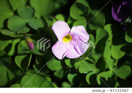 オキザリス　プルプレアの花 67132467