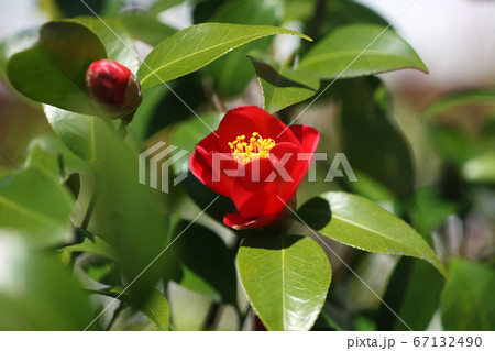 椿　赤くて小輪の花 67132490