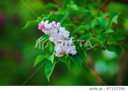 Blossoming lilac branch 67132598