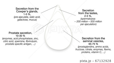 Semen components. Drop of sperm with percentage of secretions from testes, prostate, seminal vesicles and cowpers glands. Isolated vector illustration on white background. 67132928